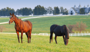 Kentucky Derby Tours