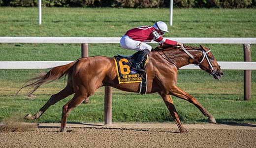 Derby Tickets, Inc - Breeders Cup Category