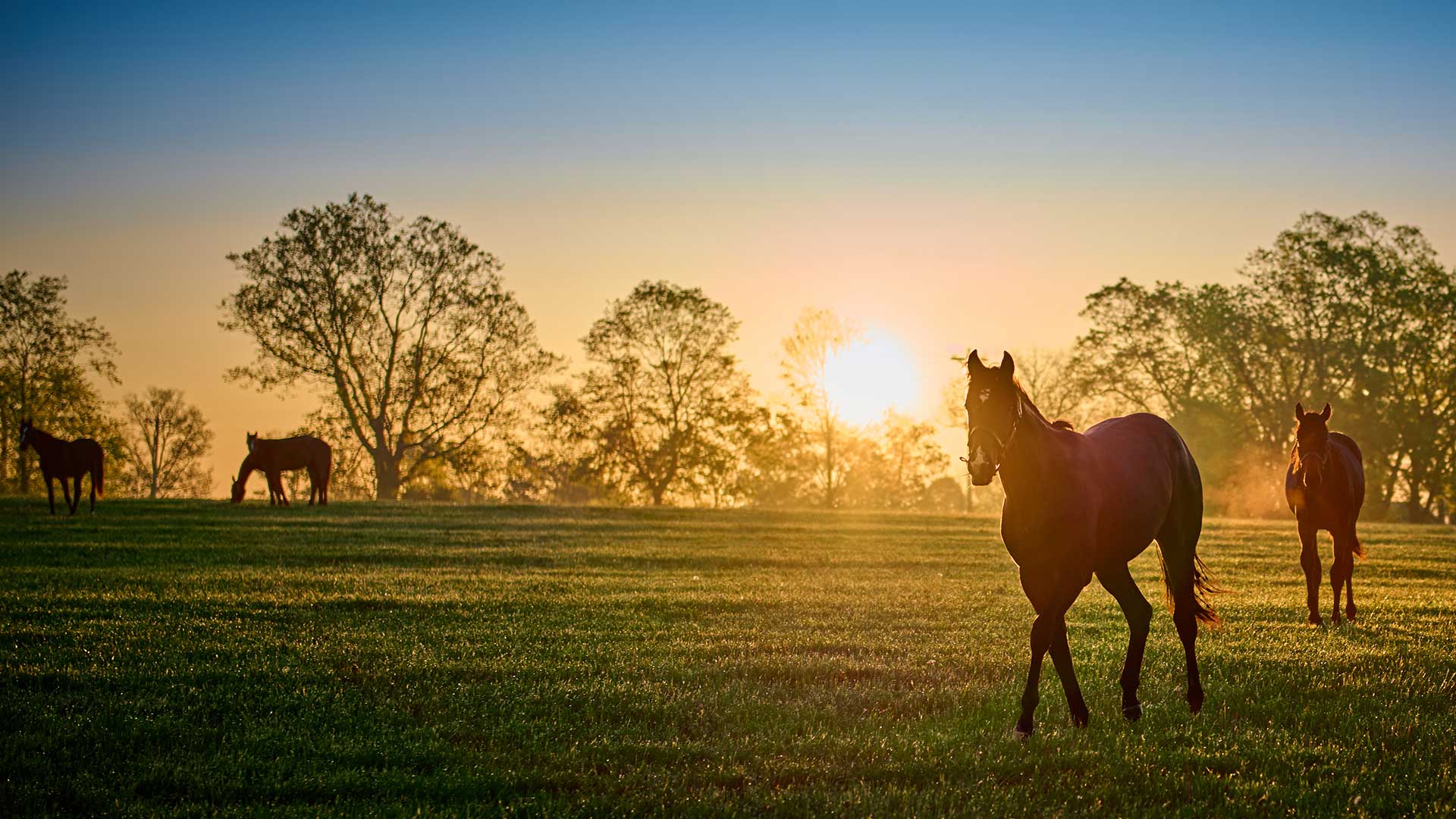 Read more about the article Understanding Horse Racing: Pre-Race Terms